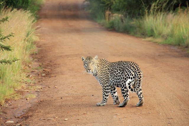 Kruger-National-Park.jpg