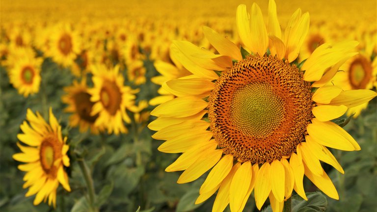 190815135835-03-north-dakota-sunflower.jpg