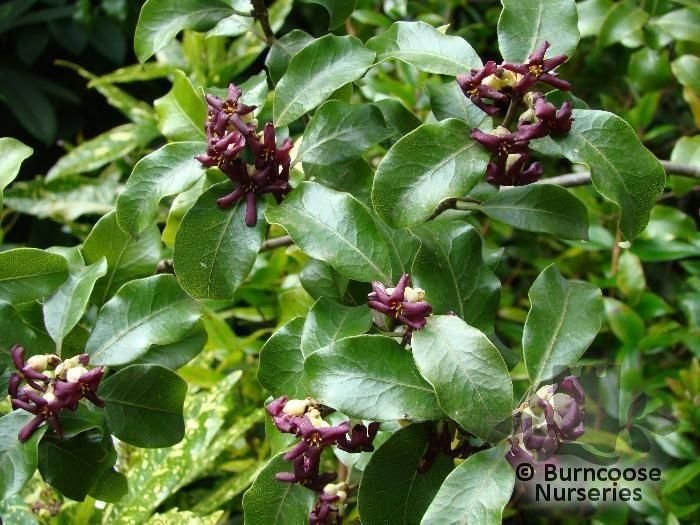 Pittosporum_tenuifolium.jpg