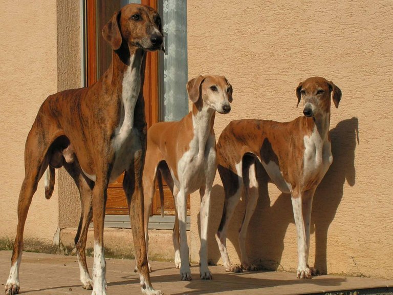 three-azawakh-dogs.jpg