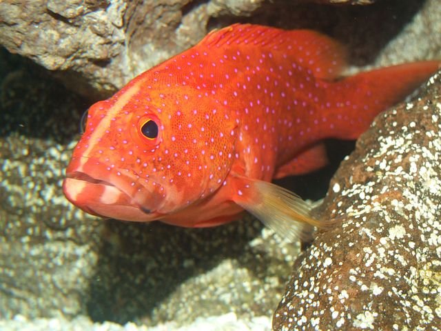 miniatus-grouper-247578__480.jpg