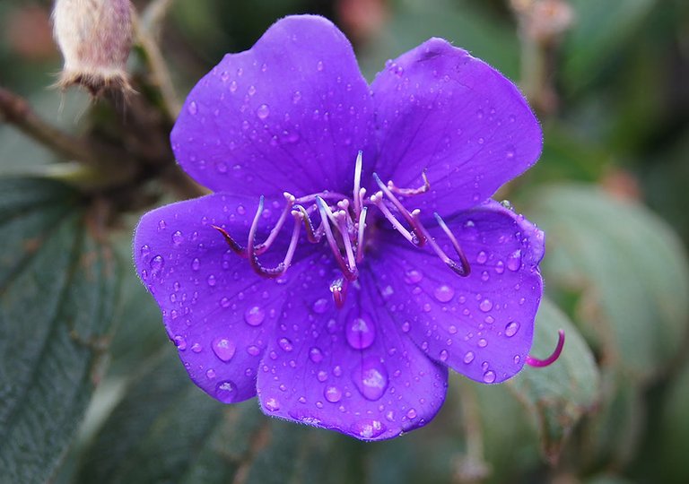 Tibouchina-urvilleana-Flower.jpg