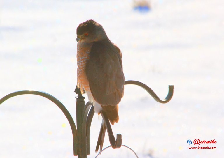 Cooper's Hawk IMG_0005.JPG