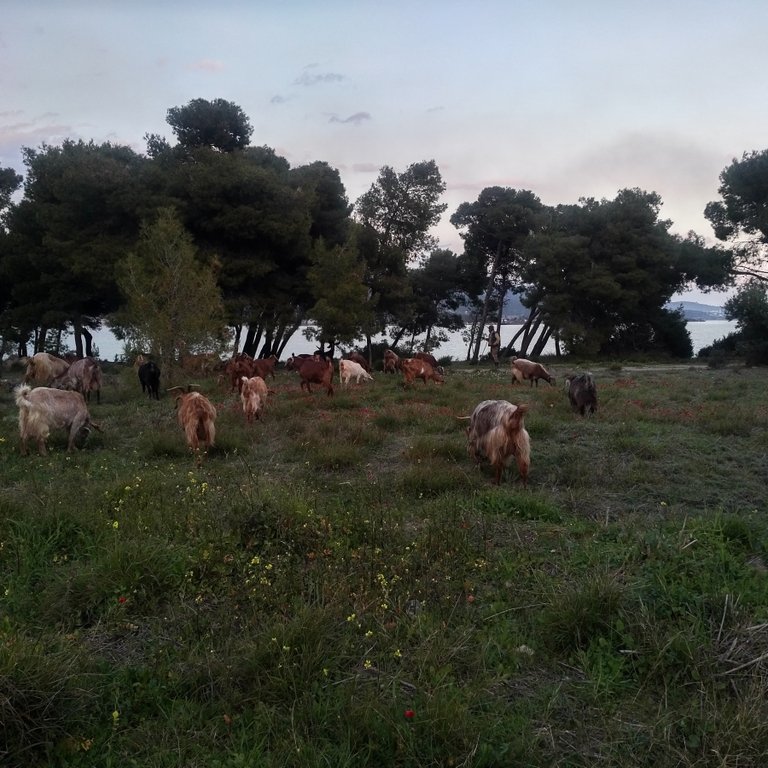 Optimized-Goats3.jpg