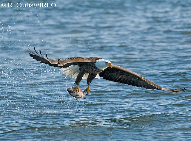 Bald Eagle c22-39-018.jpg