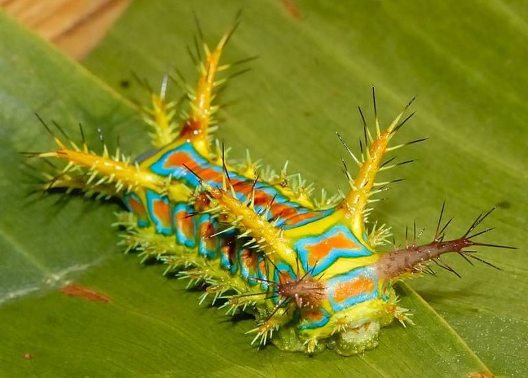 wattle-cup-caterpillar.jpg