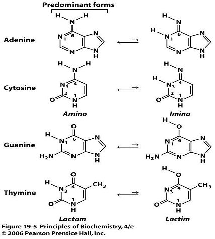 DNA_base_tautomers.jpg