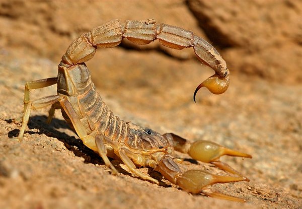 escorpion-amarillo-buthus-occitanus-escorpiones-espana.jpg