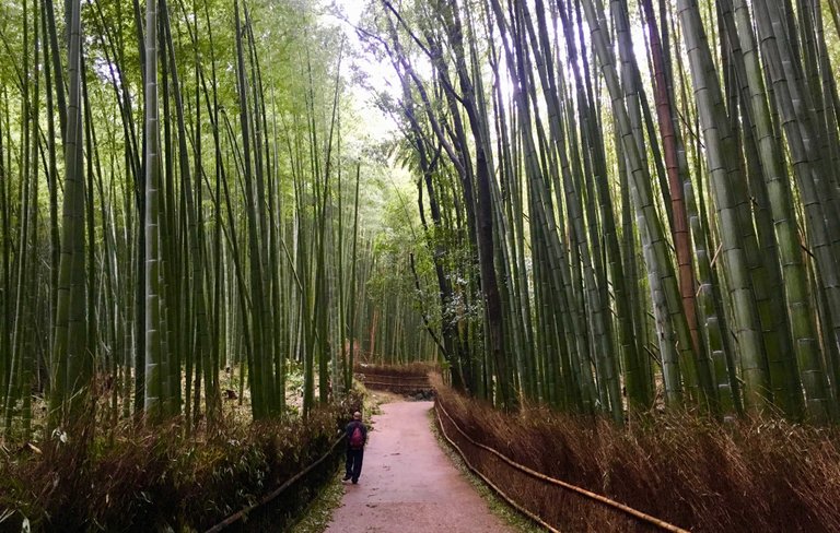 bambouseraie-arashiyama-2.jpg