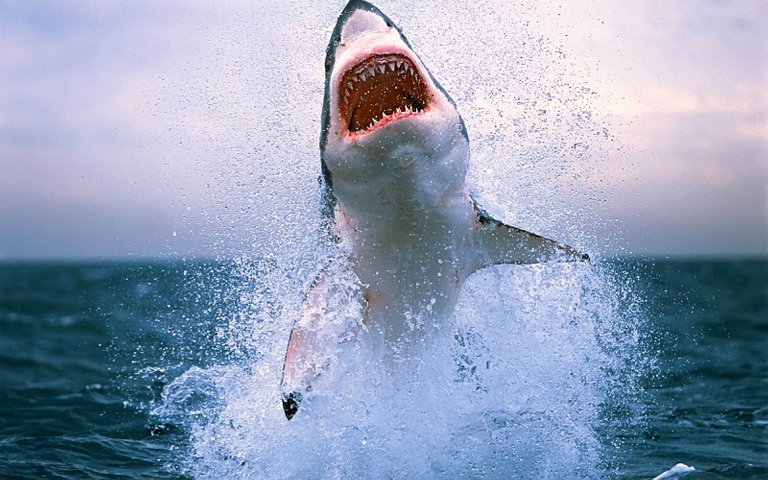 hd-shark-wallpaper-with-a-attacking-shark-background-picture.jpg