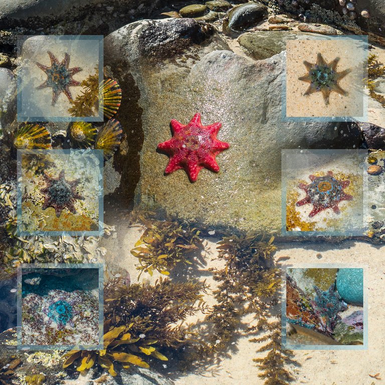 SQU.2000.starfish.blended grids.ROCKS.redsf3.jpg