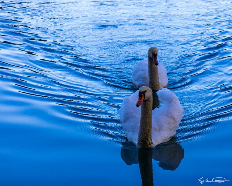 2019-01-06-Curious-Swans-at-the-Drau-04.jpg