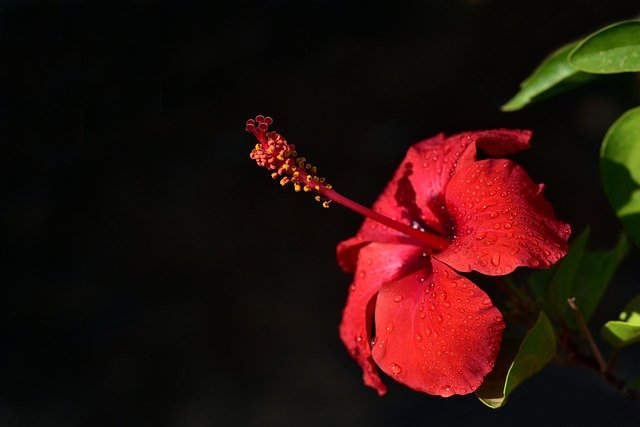 hibiscus-3615711_640.jpg