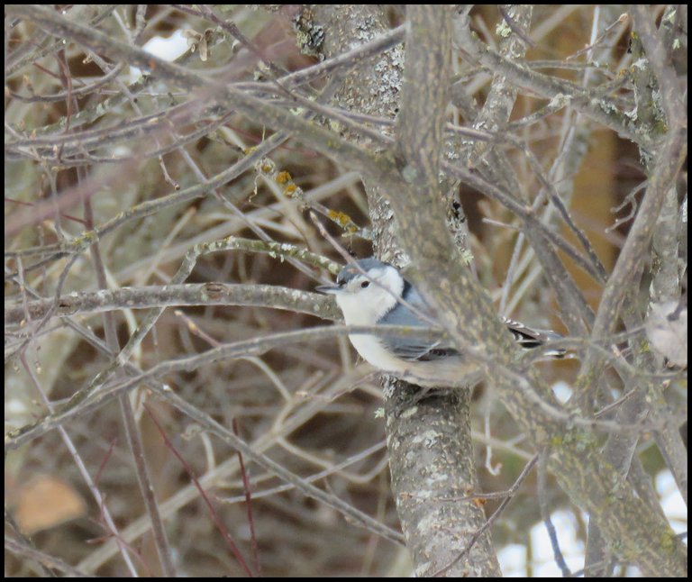 white breasted nuthatch on branch looking at us.JPG