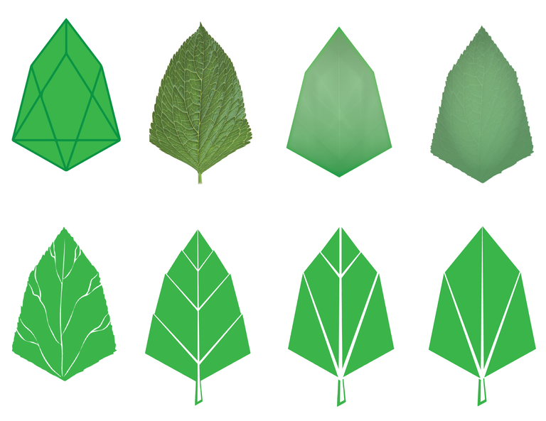 The evolution of the leaf-01.png