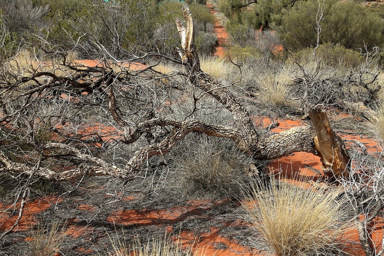 4992712345-in-the-ayers-rock-resort-a-dry-tree (FILEminimizer).jpg