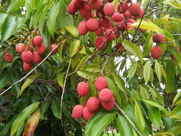 The-Litchi.jpg