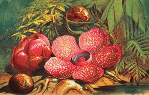 Rafflesia-arnoldii-300x192.jpg