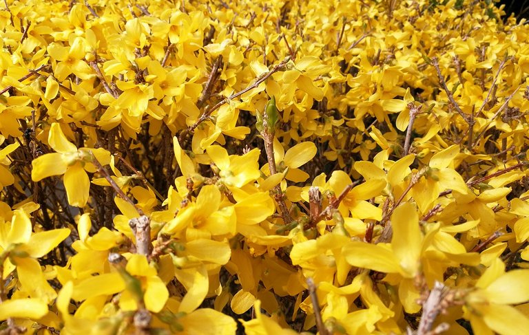 Forsythienhecke.jpg