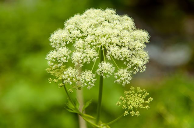 water-hemlock-dogs.jpg