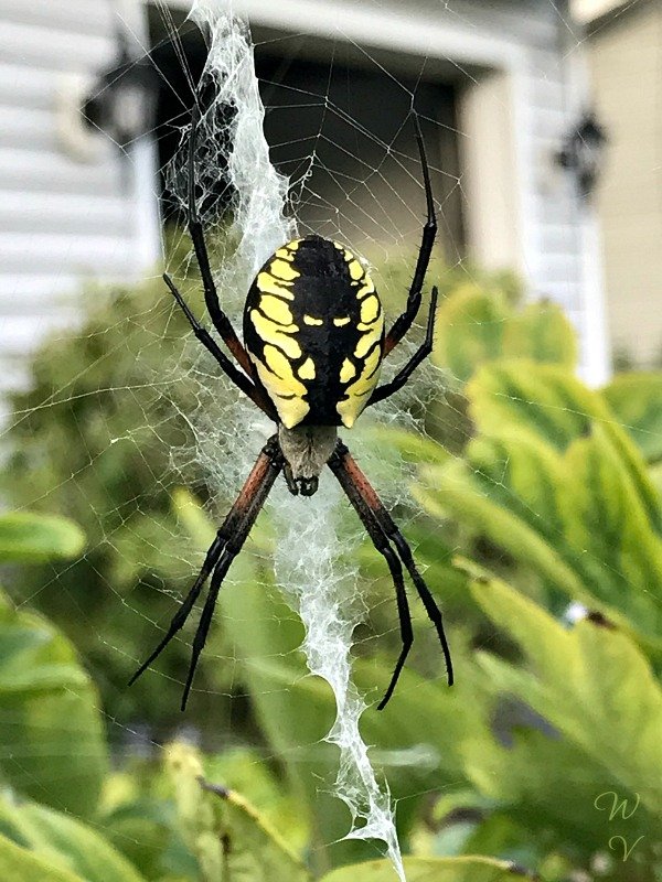 nature photography insectpub sunscape.jpg