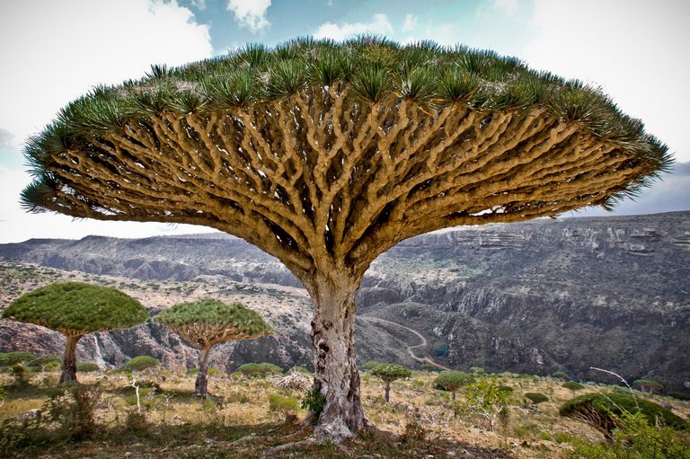 arbre-dragonnier-socotra-blood-tree-01.jpg