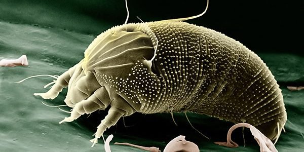 acari-600x300.jpg