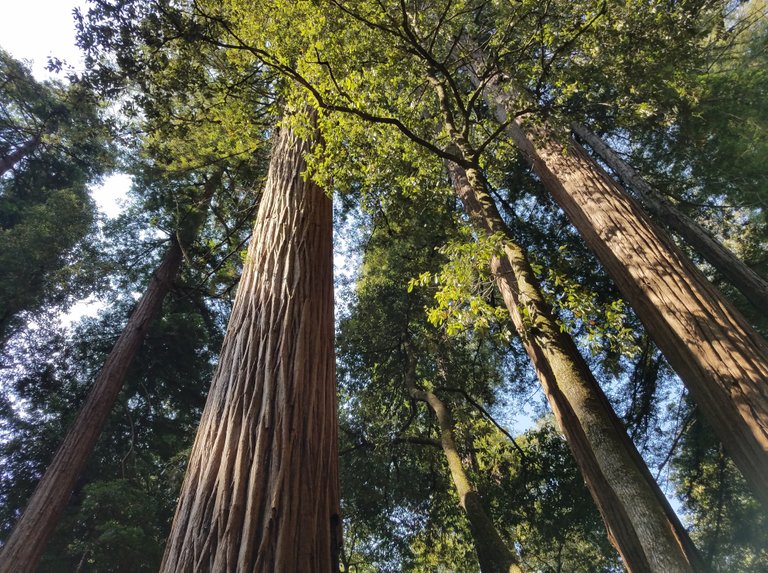 Redwoods1.jpg