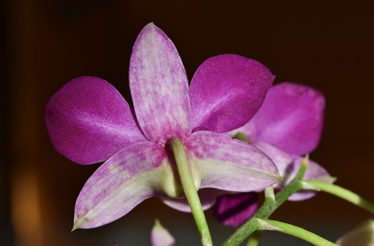 Dendrobium Phal Purple Happiness 4.jpg