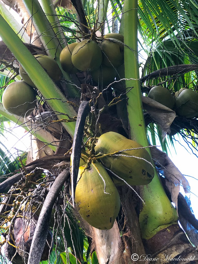 coconuts huahine.jpg