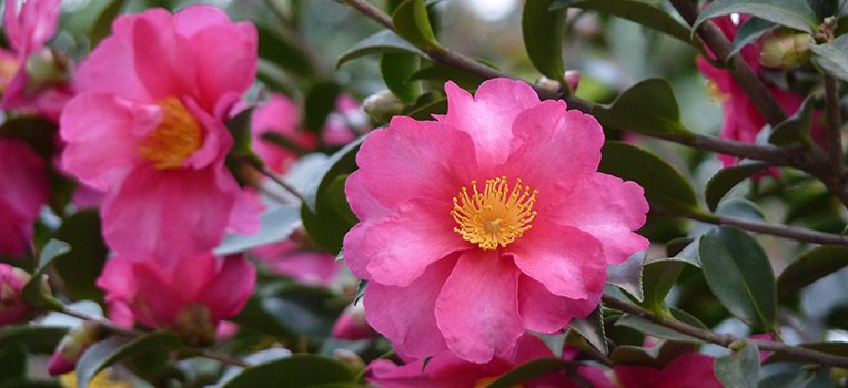 Camellia-Sasanqua.jpg