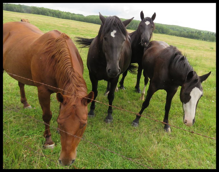 4 Jermeys horses by fence good.JPG