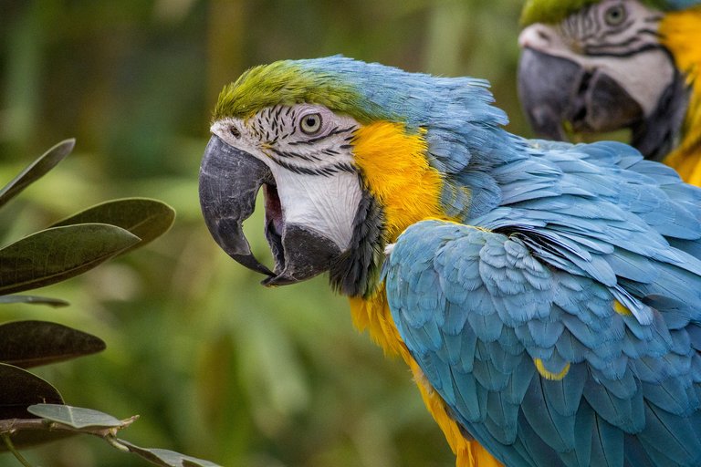 macaw-508877_1920.jpg