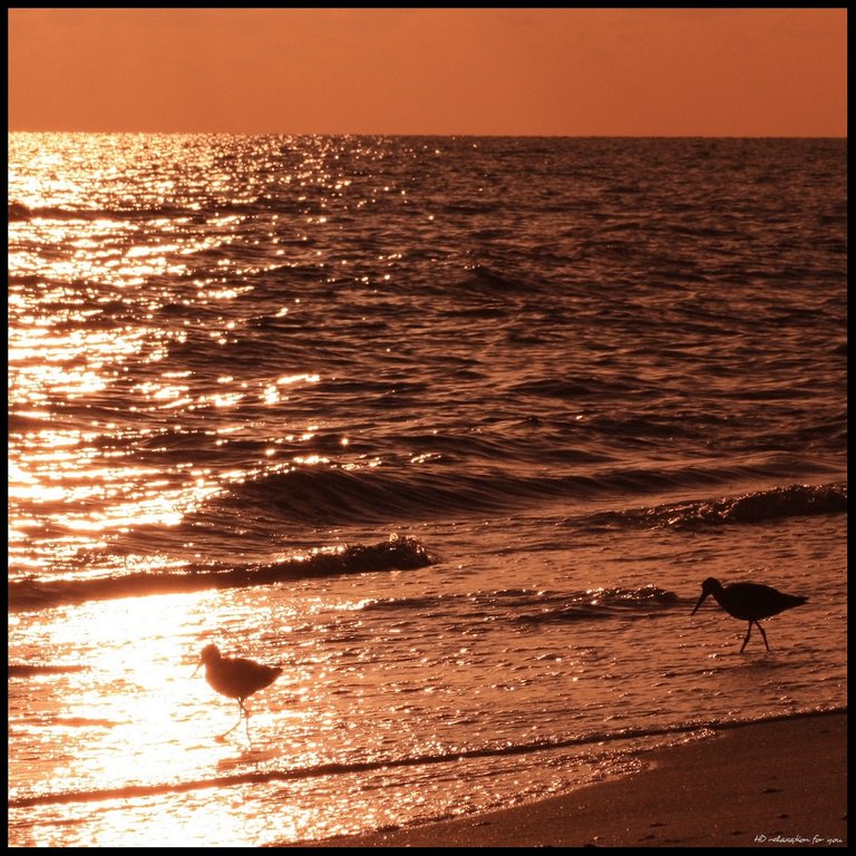 Willets on the shore.jpg