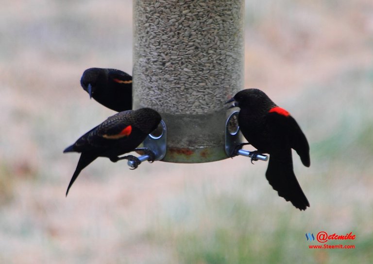 Red-winged Blackbird PFW0317.JPG