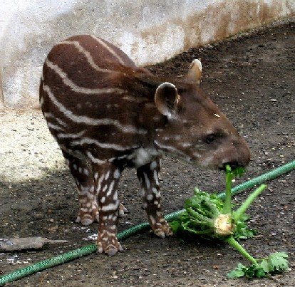 Tapirbaby.jpg