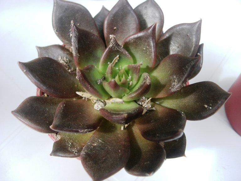 APDC0657.JPG