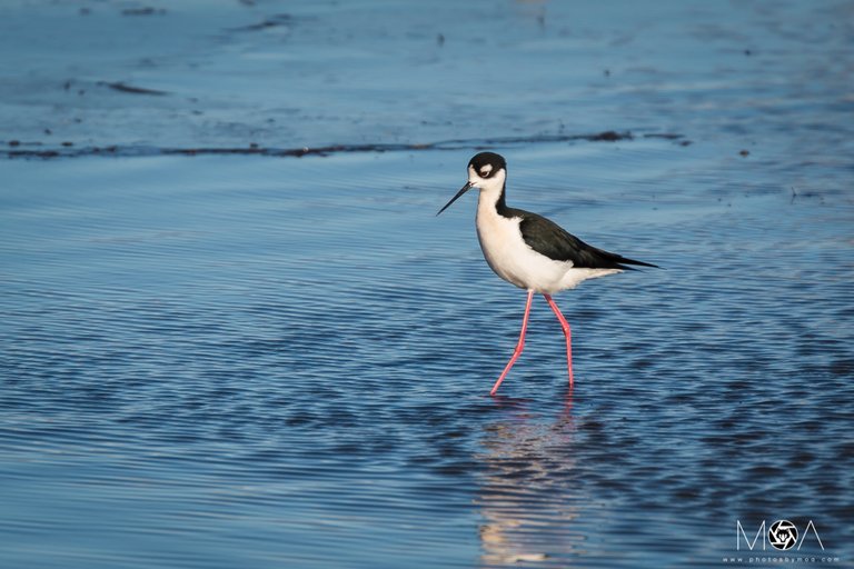 Black-necked Stilt.jpg