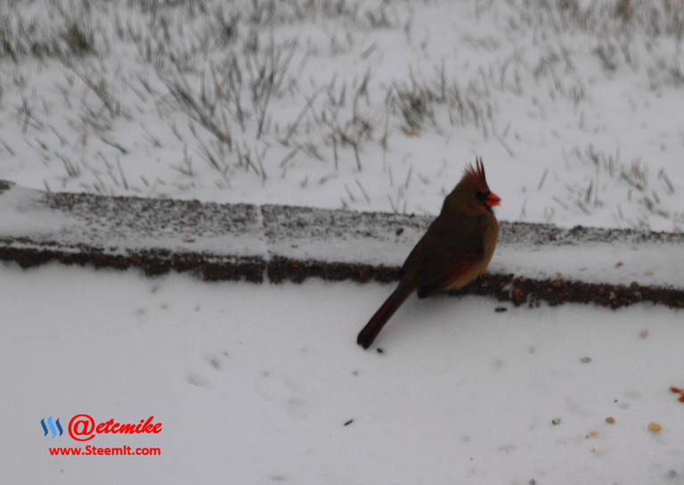 Northern Cardinal PFW28.png