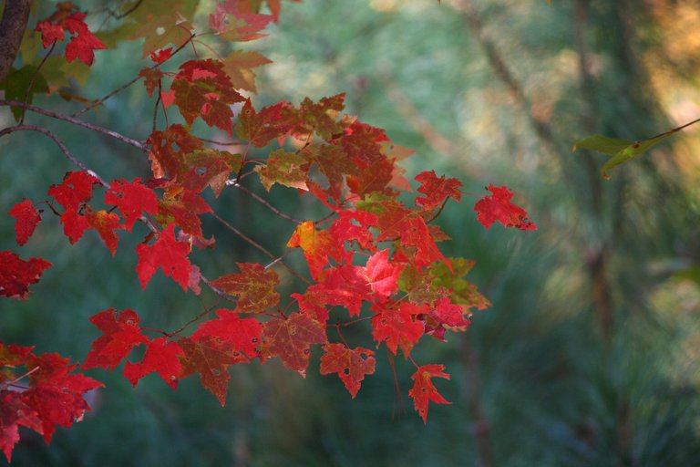 maple-leaves-g9cf4404ee_1920.jpg