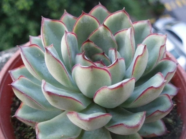 muda-de-suculenta-echeveria-pulidonis-d_nq_np_739632-mlb26754176631_022018-f1-e8287db9f7bed27db415225544903928-640-0.jpg