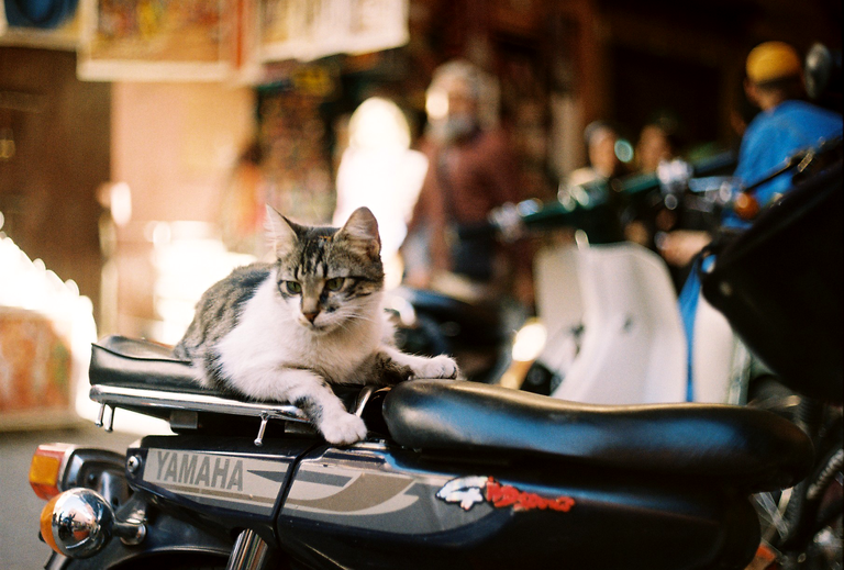 cat on yamaha