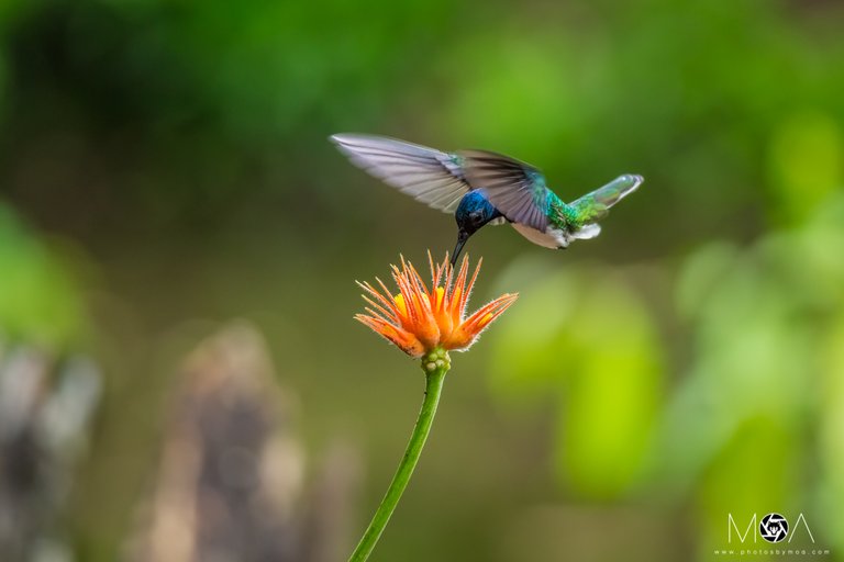 White-necked Jacobin.jpg