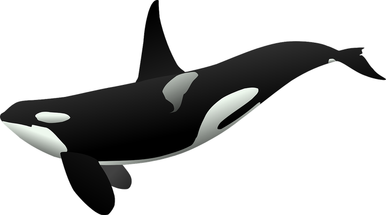 orca-23182_1280.png