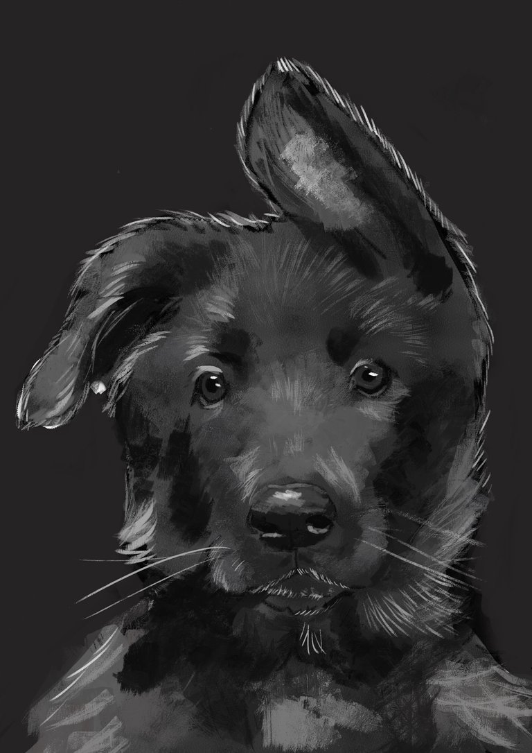 pupper sketch.jpg