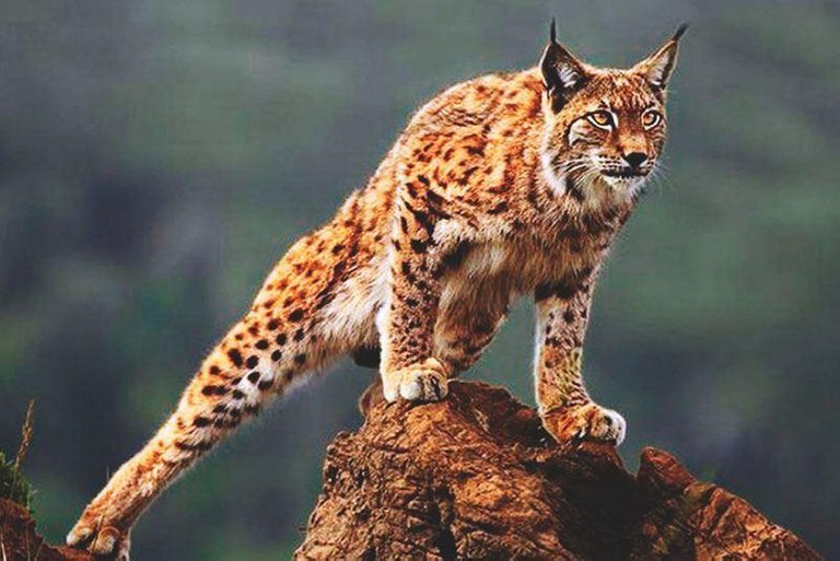 Lince-rojo.jpg