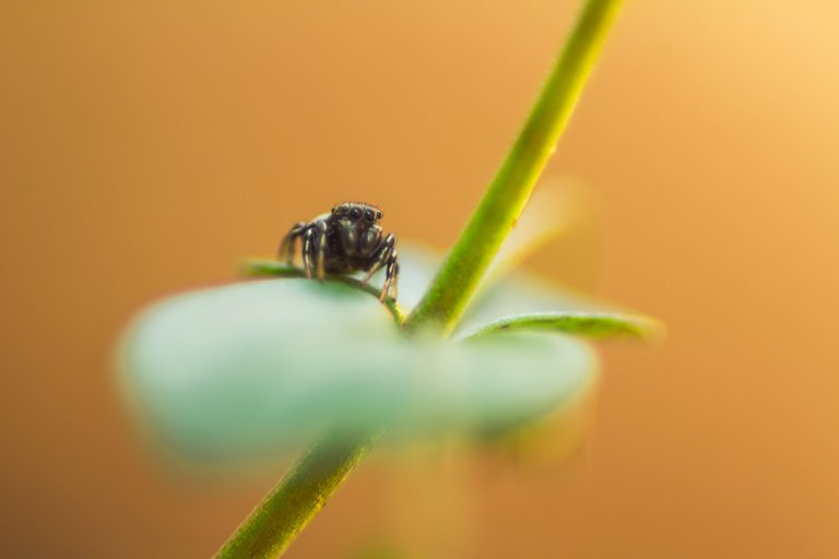 arachnid-close-up-nature-84481.jpg