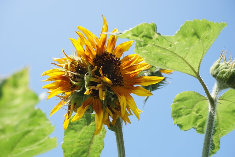 Wild gewachsene Sonnenblume die anfängt ihren Blütenkopf zu öffnen