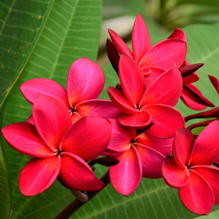 Plumeria_Red_789863566.SHUT.jpg