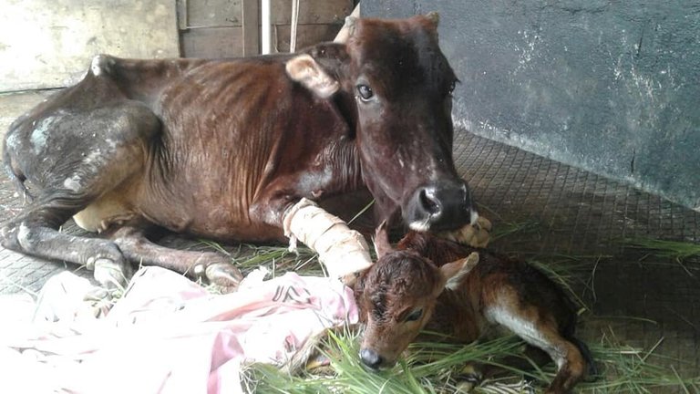 I - Radha slowly recovering at the Animal Care Trust, and happily giving birth to a lovel calf, christened Bheem. Due to her trauma and deteriorating condition after delivery, she peacefully slipped away to the other side  .jpg